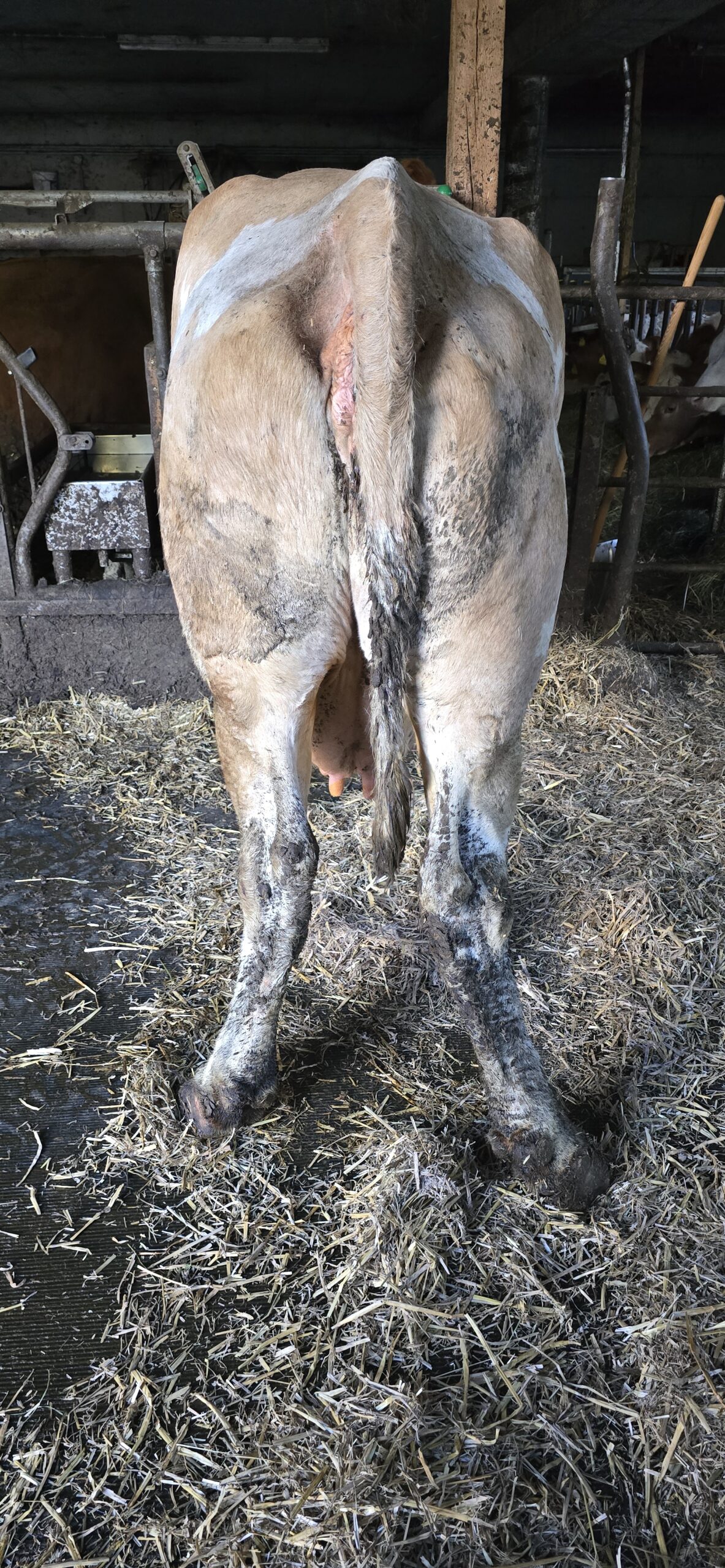 Klauenpflege beim Rind